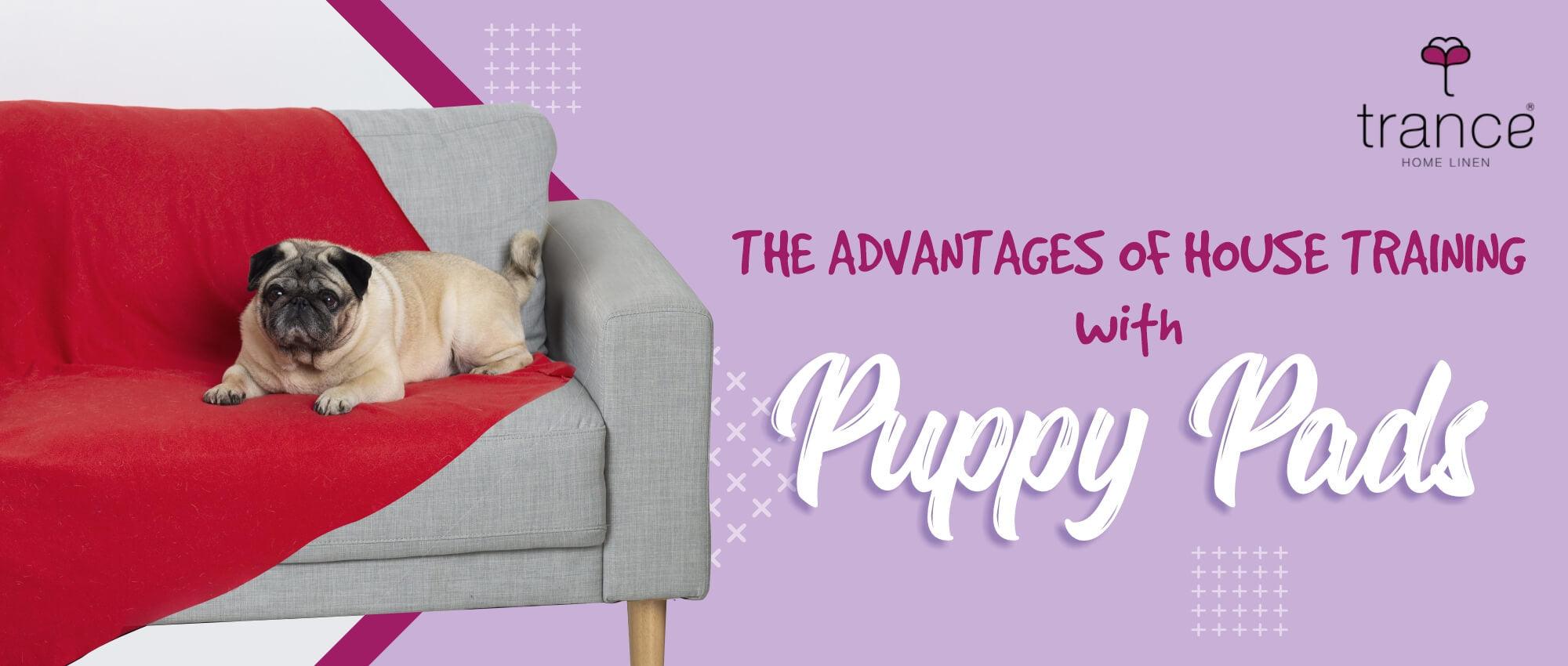 pet-training-pads